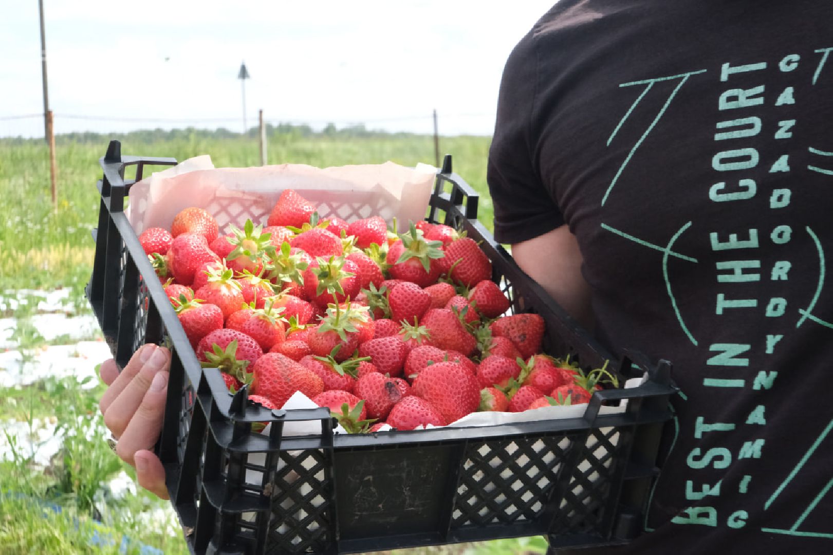 серпухов, пущино, сельское хозяйство, ягодная ферма,