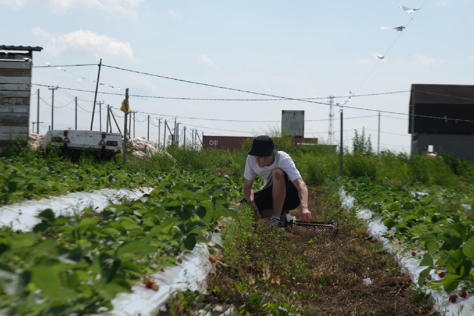 серпухов, пущино, сельское хозяйство, ягодная ферма,
