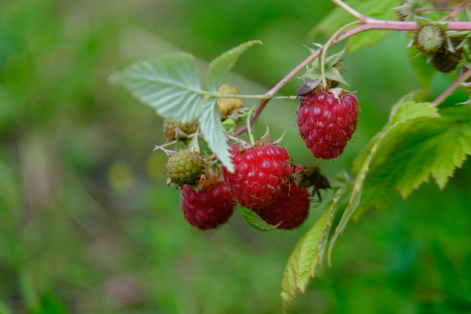серпухов, пущино, сельское хозяйство, ягодная ферма,