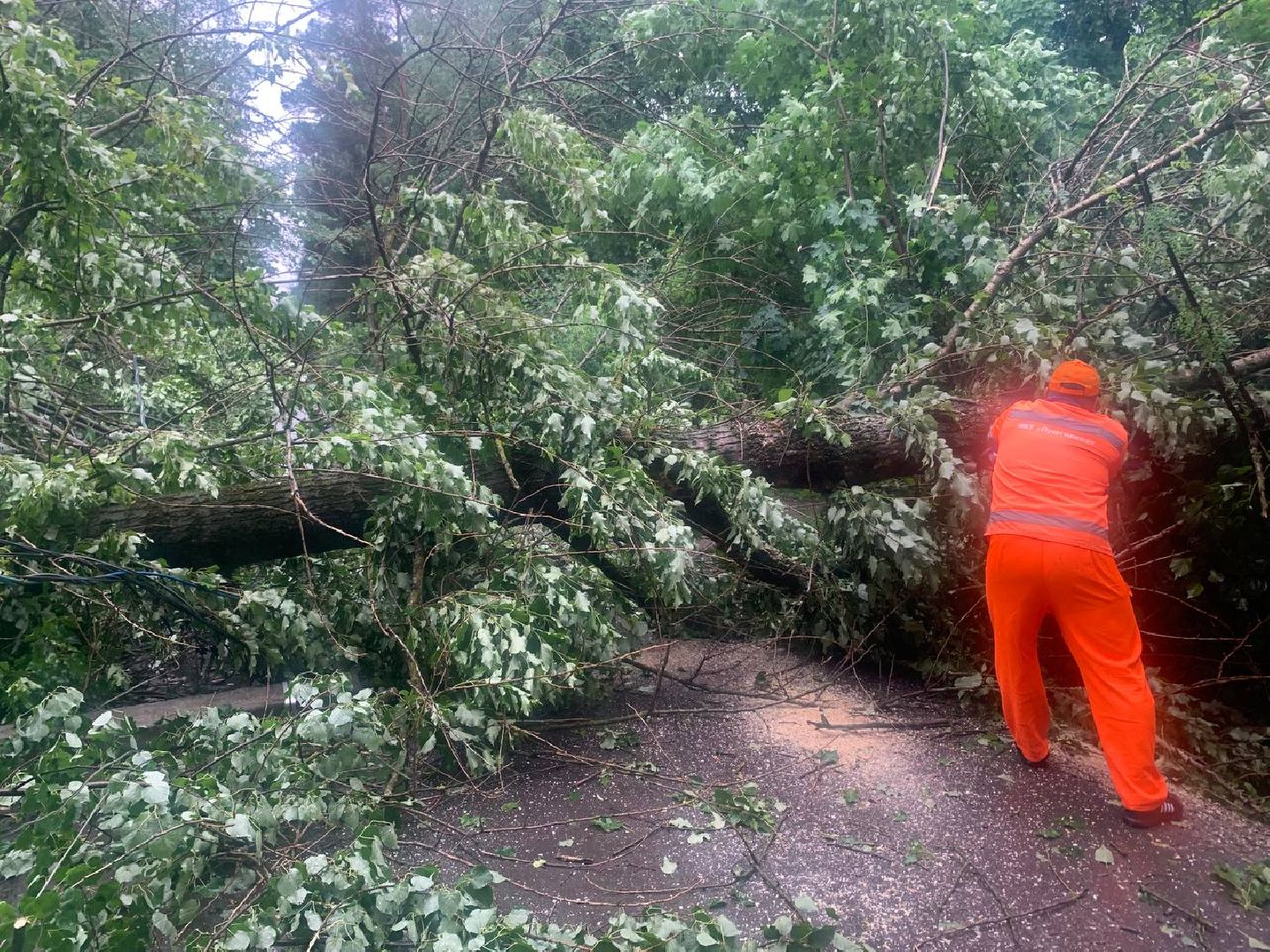 пушкино, ураган, последствия непогоды, последствия стихии, деревья,