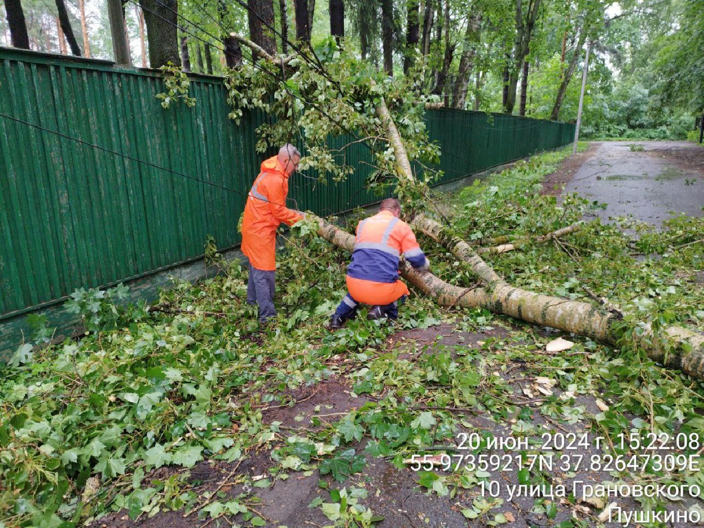 пушкино, ураган, последствия непогоды, последствия стихии, деревья,