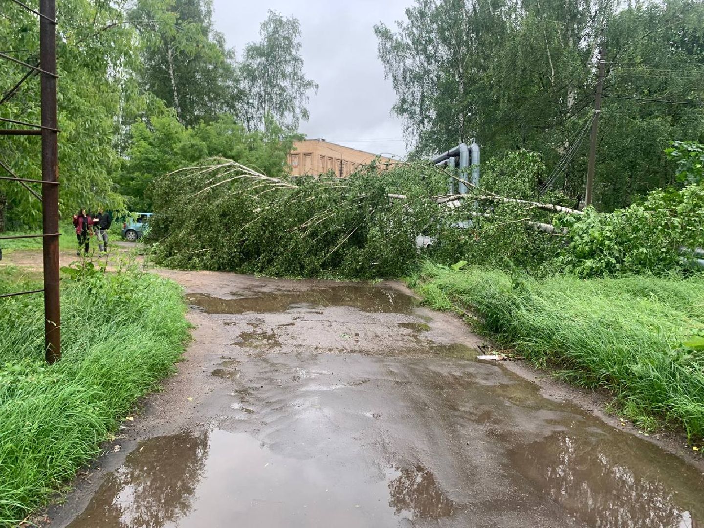 пушкино, ураган, последствия непогоды, последствия стихии, деревья,