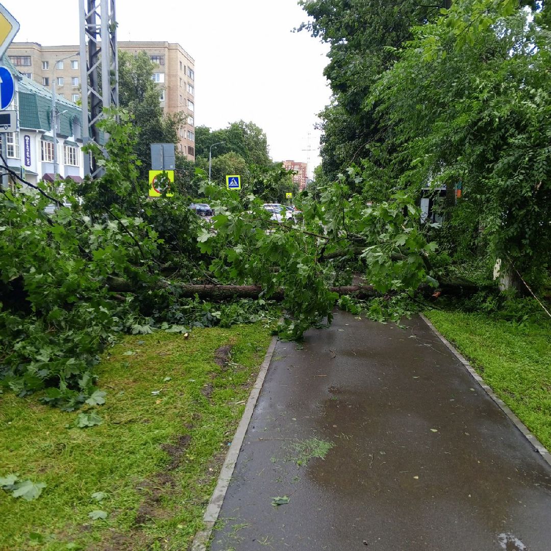 пушкино, ураган, последствия непогоды, последствия стихии, деревья,