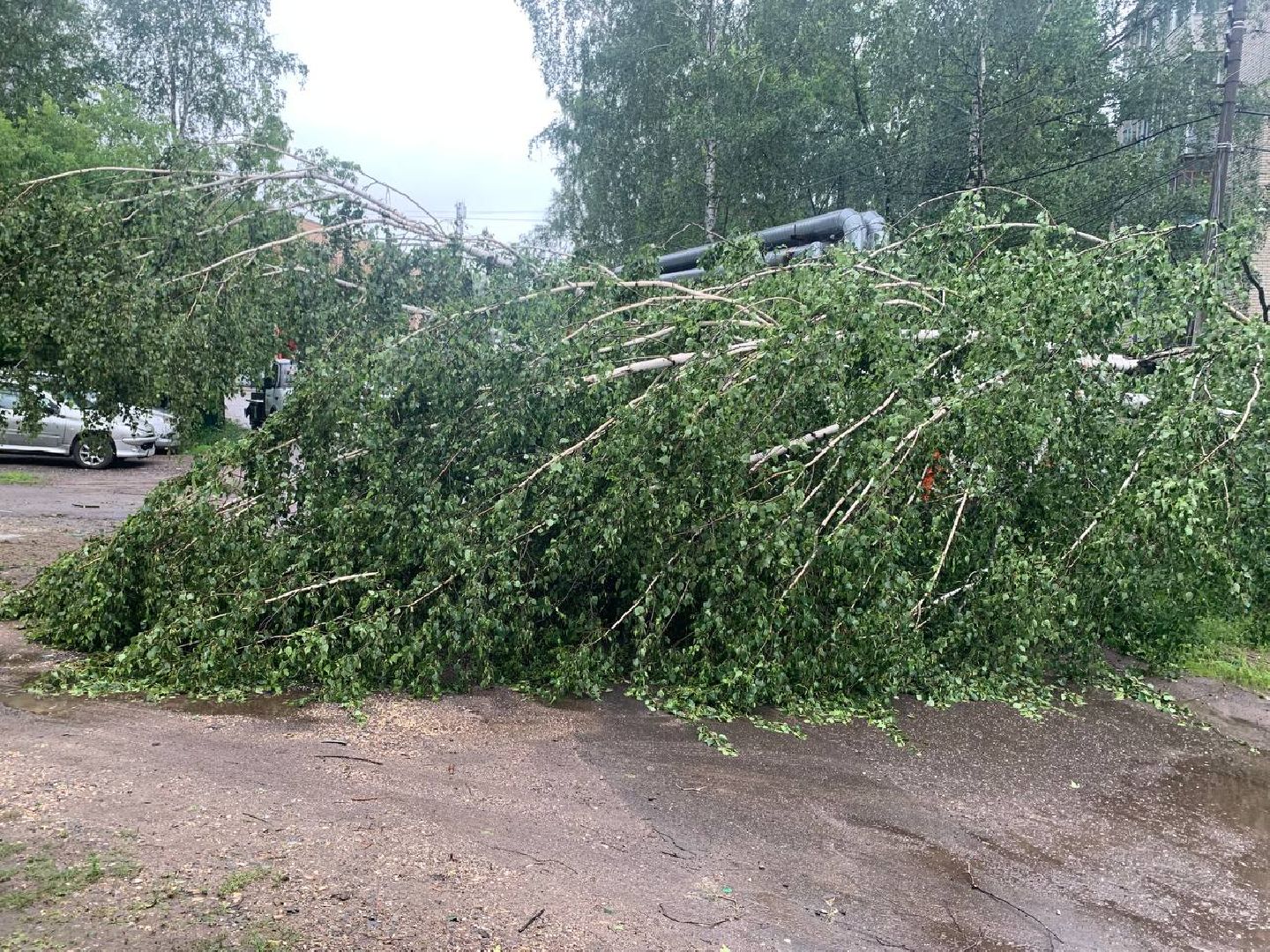 пушкино, ураган, последствия непогоды, последствия стихии, деревья,