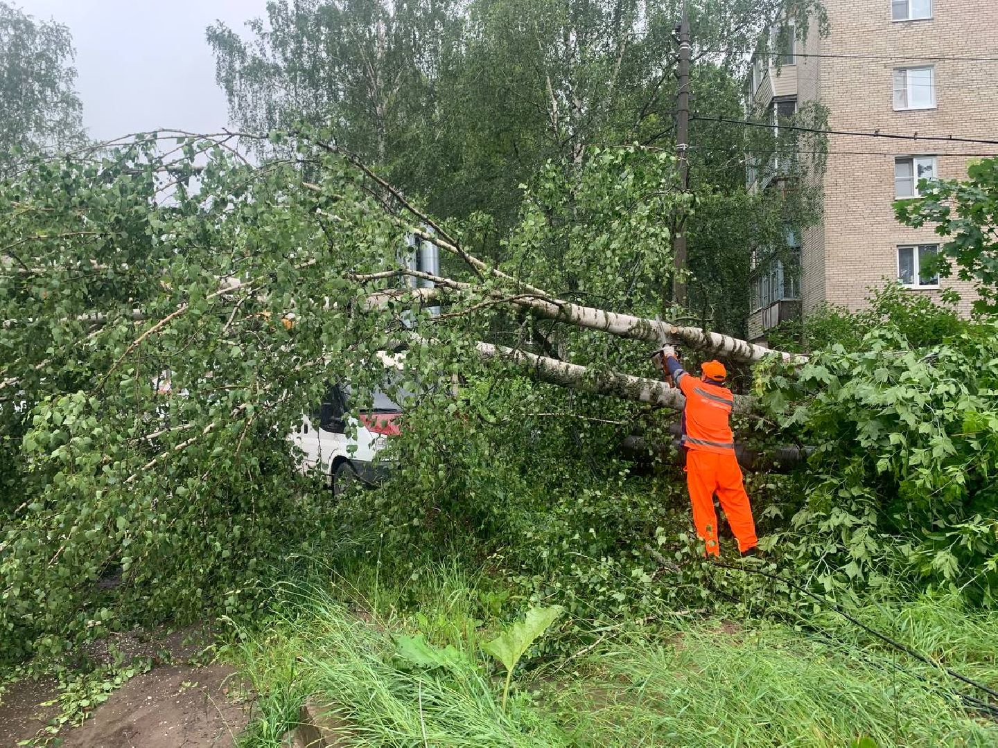 пушкино, ураган, последствия непогоды, последствия стихии, деревья,