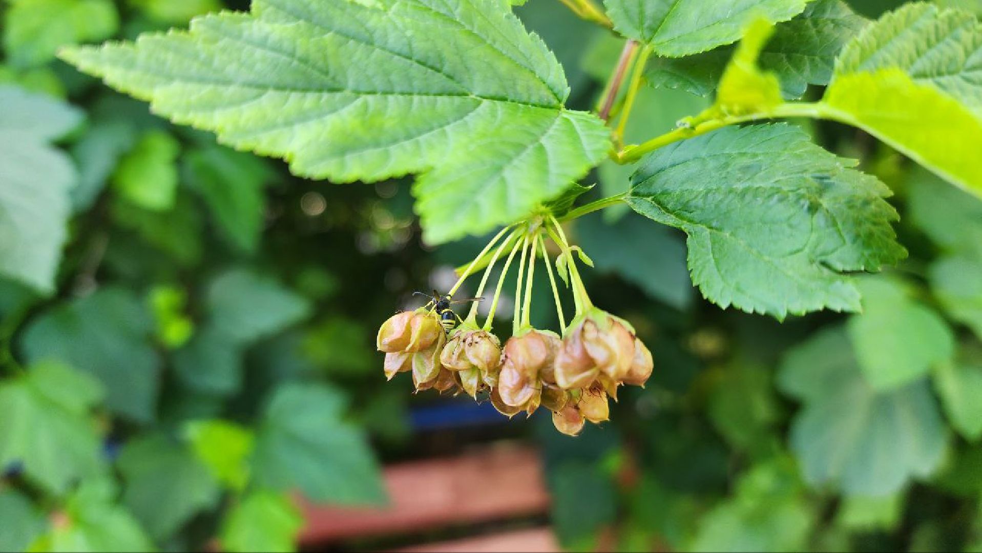 Реутов, непогода, ураган, дождь, деревья,