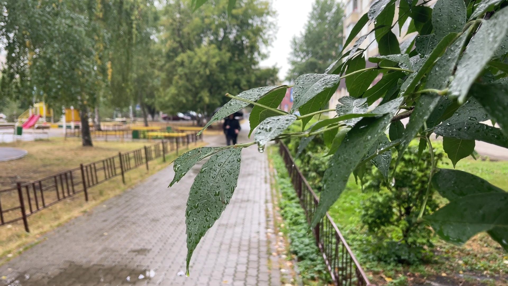 Реутов, непогода, ураган, дождь, деревья,