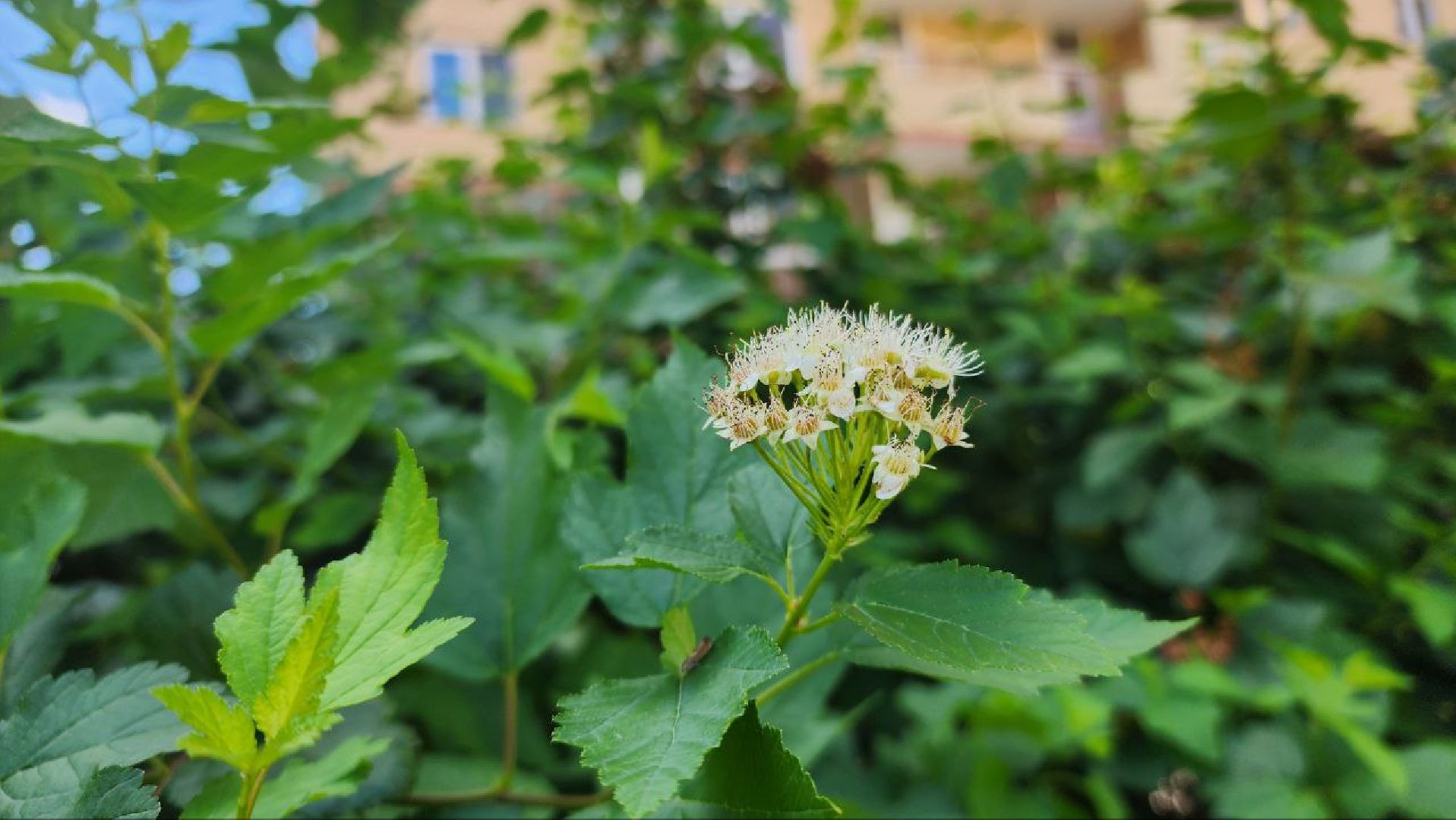 Реутов, непогода, ураган, дождь, деревья,