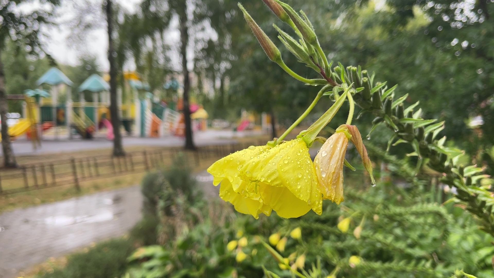 Реутов, непогода, ураган, дождь, деревья,