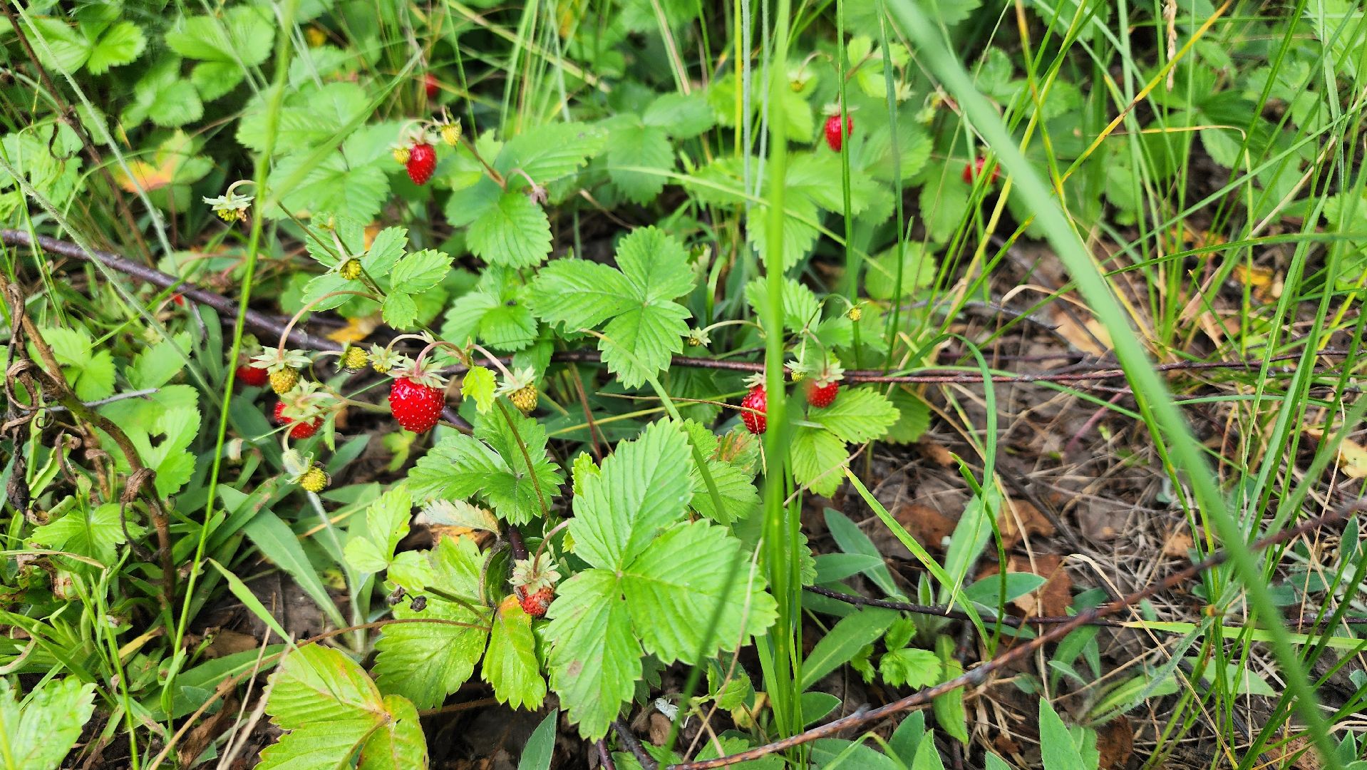 земляника, первые ягоды, Рошаль, Большая Шатура,