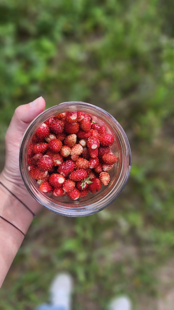 земляника, первые ягоды, Рошаль, Большая Шатура,