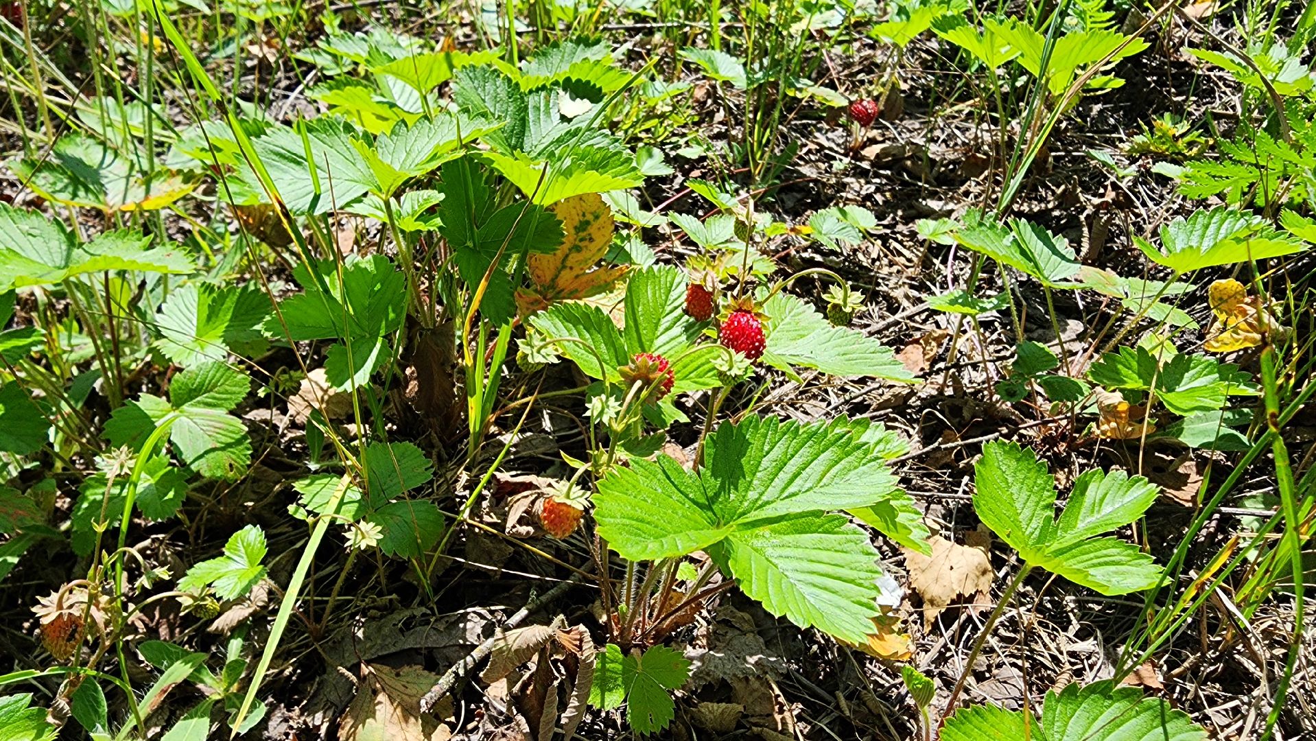 земляника, первые ягоды, Рошаль, Большая Шатура,