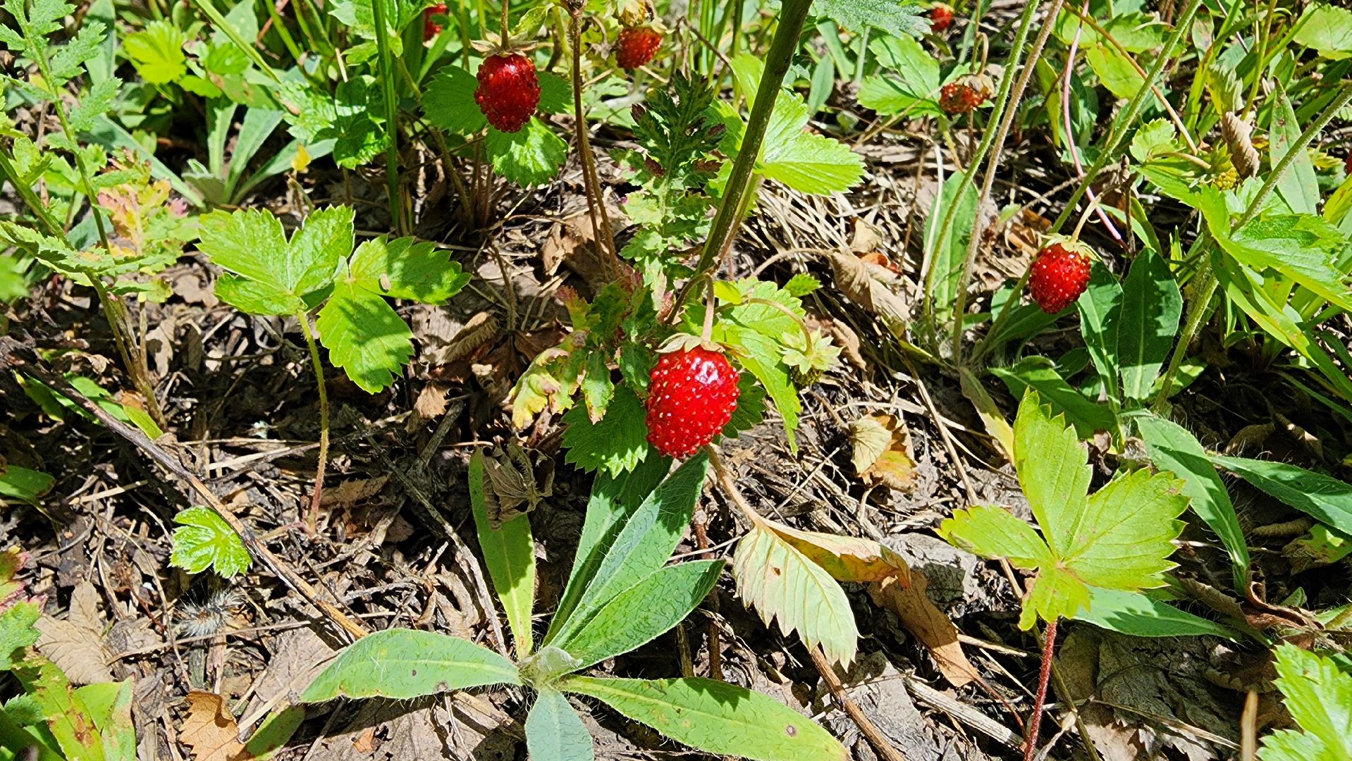 земляника, первые ягоды, Рошаль, Большая Шатура,