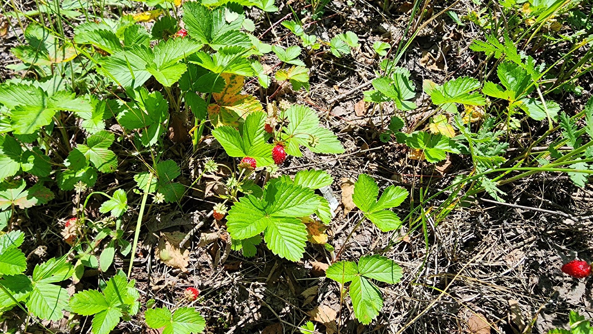 земляника, первые ягоды, Рошаль, Большая Шатура,
