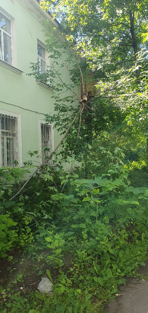 ураган, последствия непогоды, мытищи,