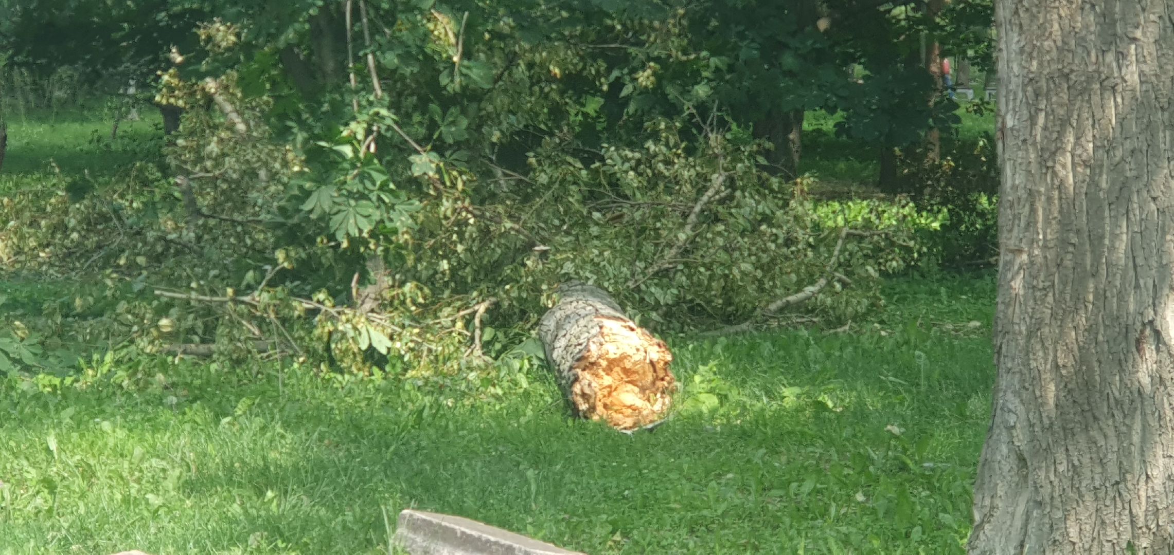 ураган, последствия непогоды, мытищи,