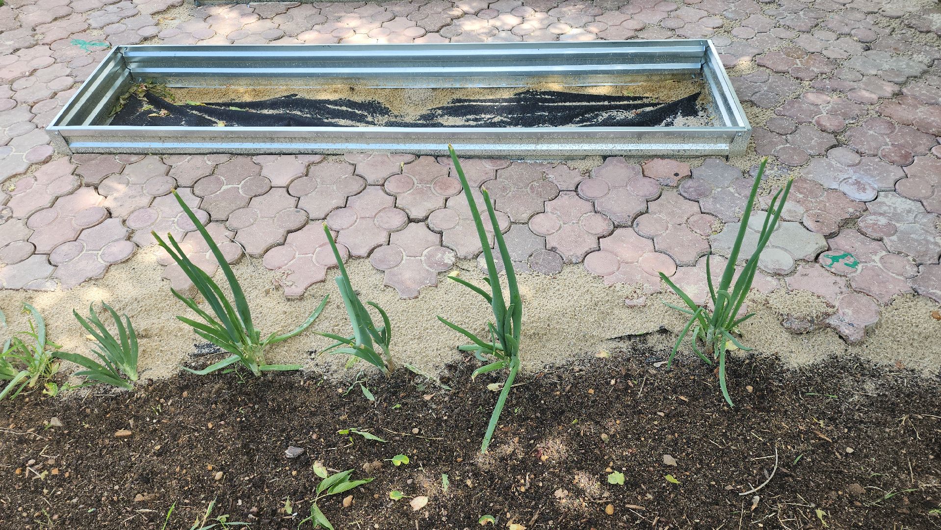 ивантеевка, теплица, центр социального обслуживания, социализация детей, социальная адаптация, овощи, растения,