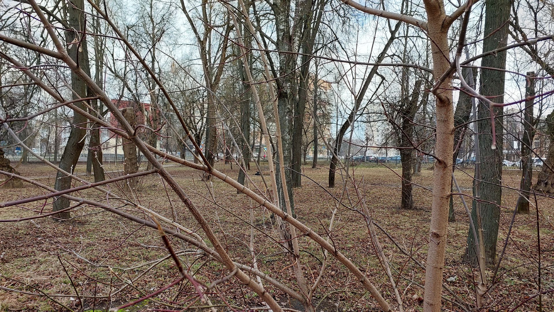 серпухов, сквер, благоустройство, среда обитания, тропинки