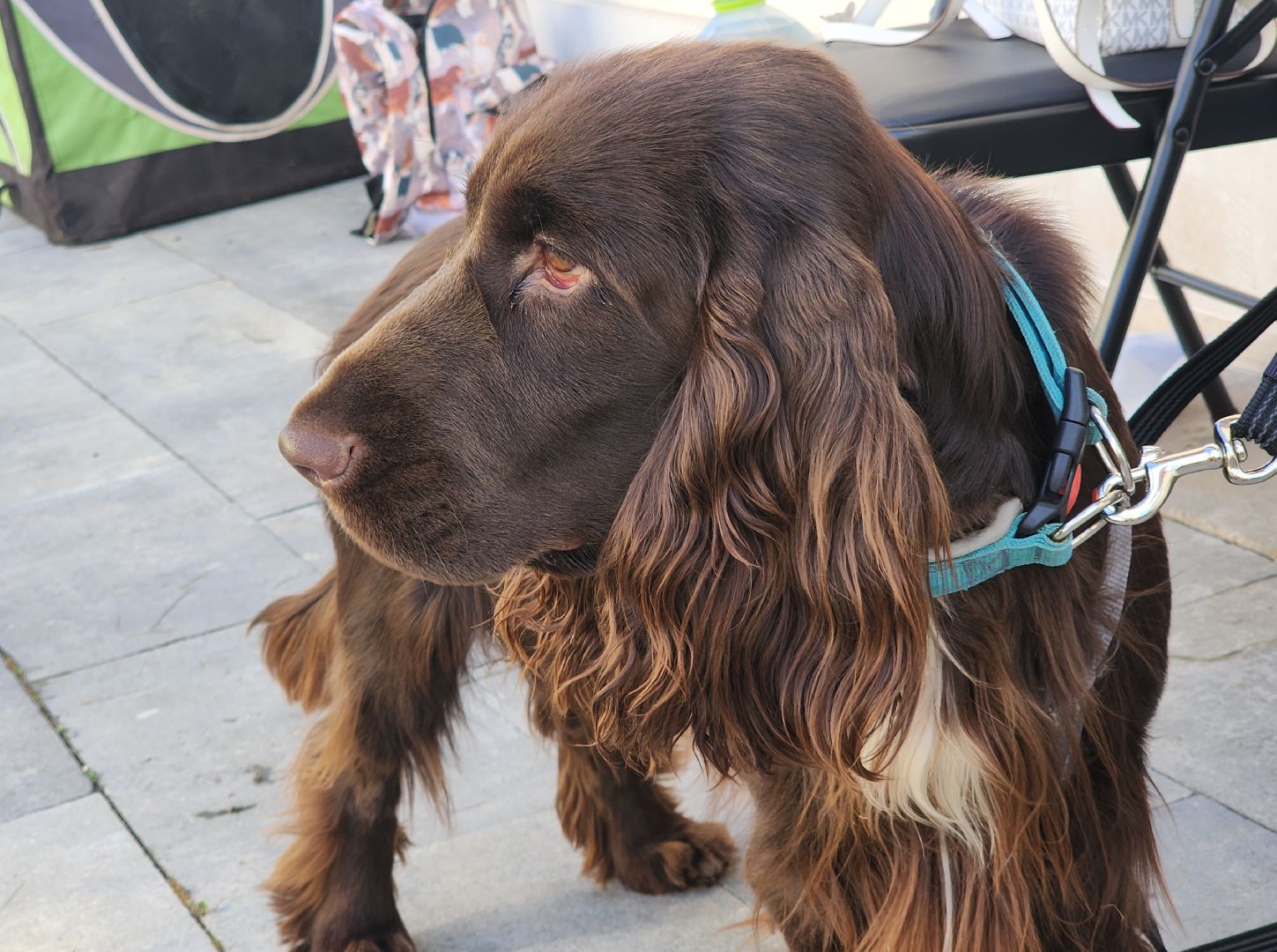 Звенигород, Общество,