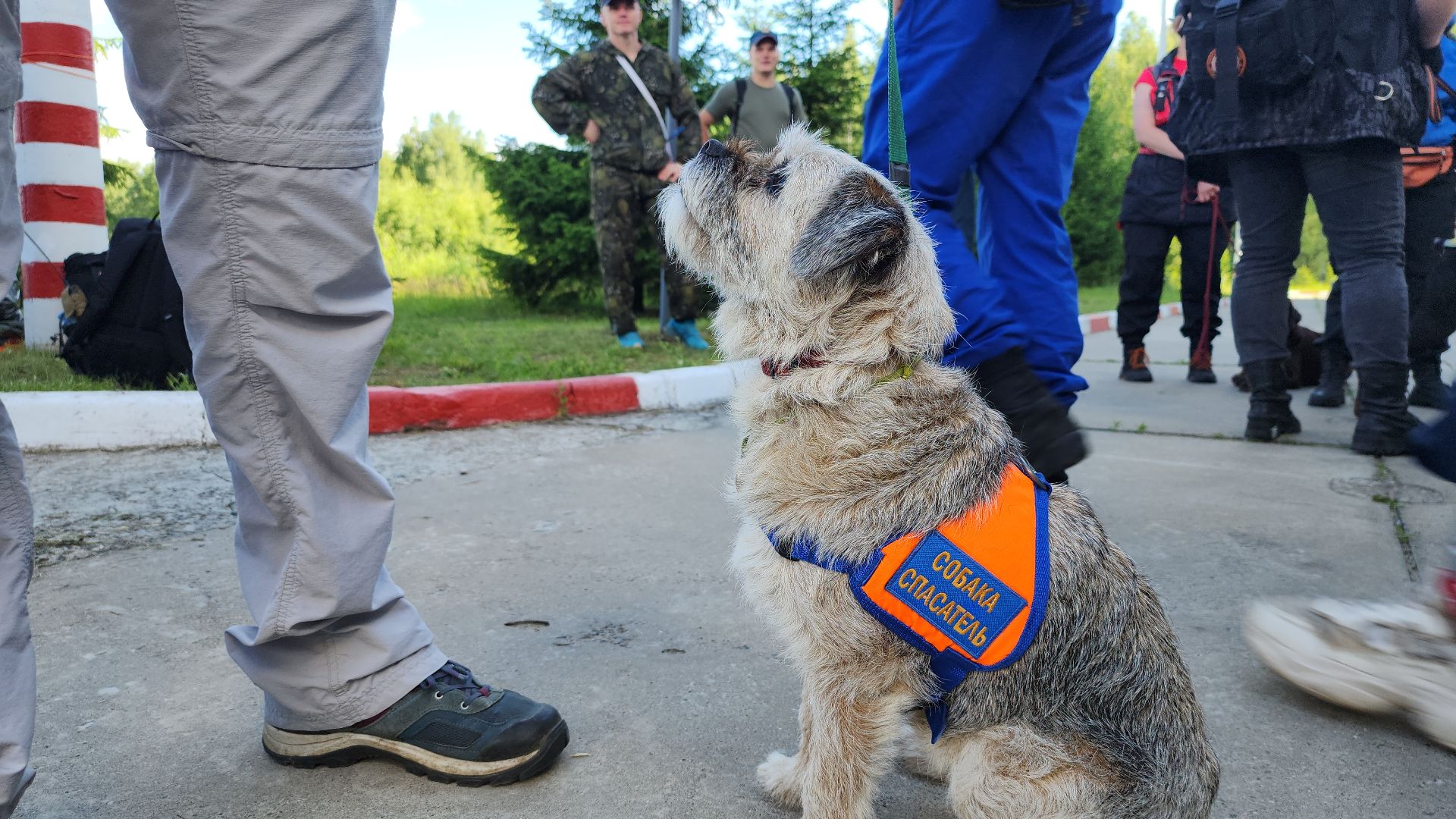 поисковые учения, Национальный центр помощи потерявшимся и пострадавшим детям, волонтеры-поисковики, Ногинск, Богородский городской округ,