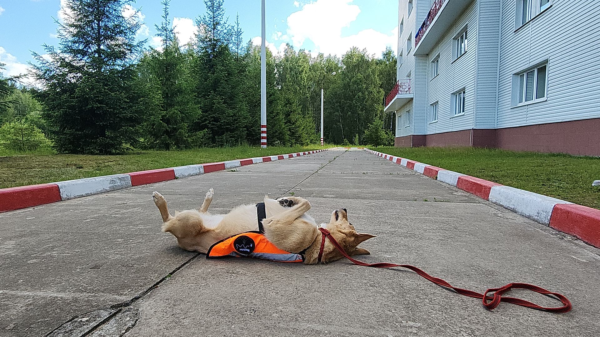 поисковые учения, Национальный центр помощи потерявшимся и пострадавшим детям, волонтеры-поисковики, Ногинск, Богородский городской округ,