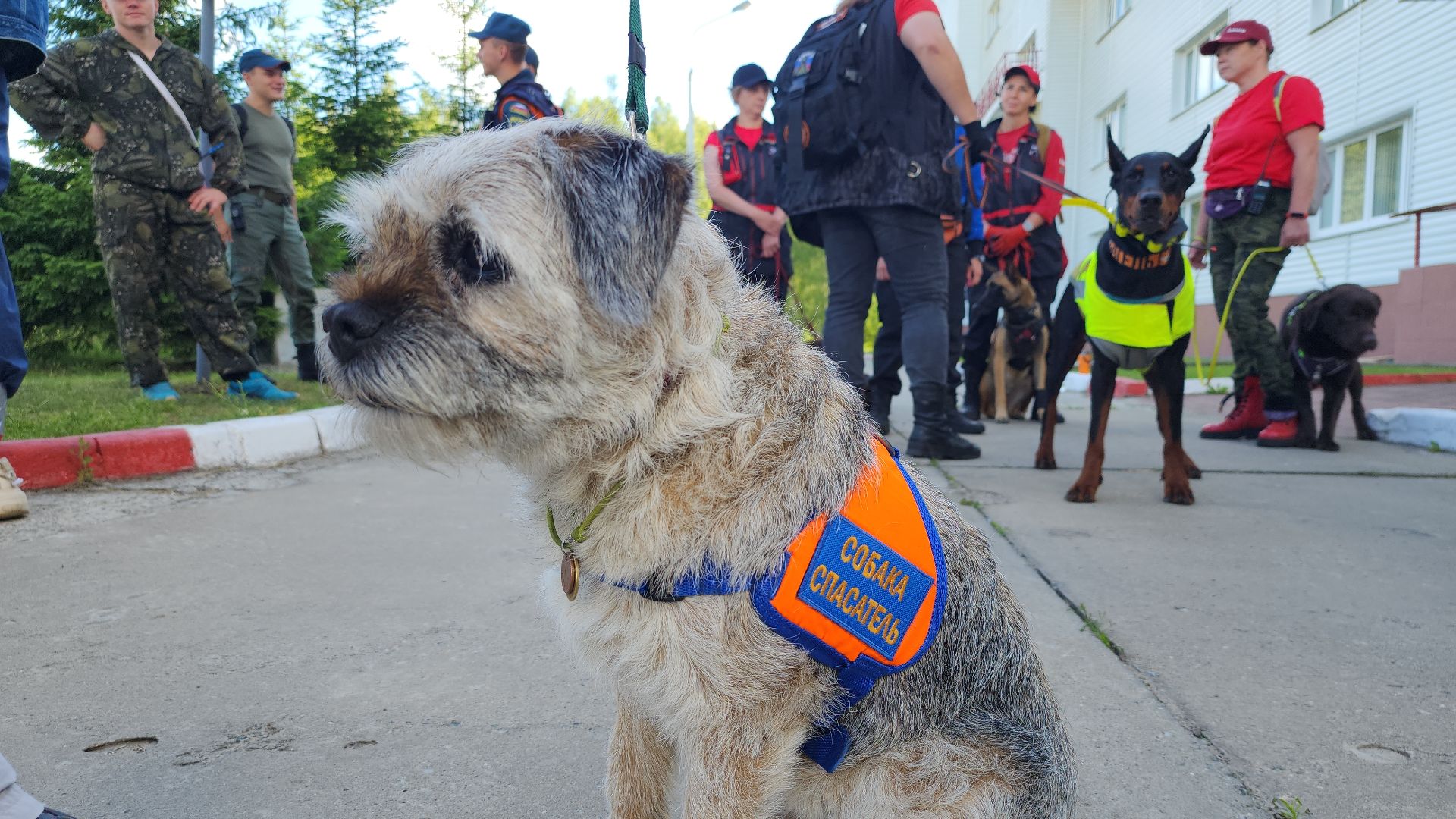 поисковые учения, Национальный центр помощи потерявшимся и пострадавшим детям, волонтеры-поисковики, Ногинск, Богородский городской округ,