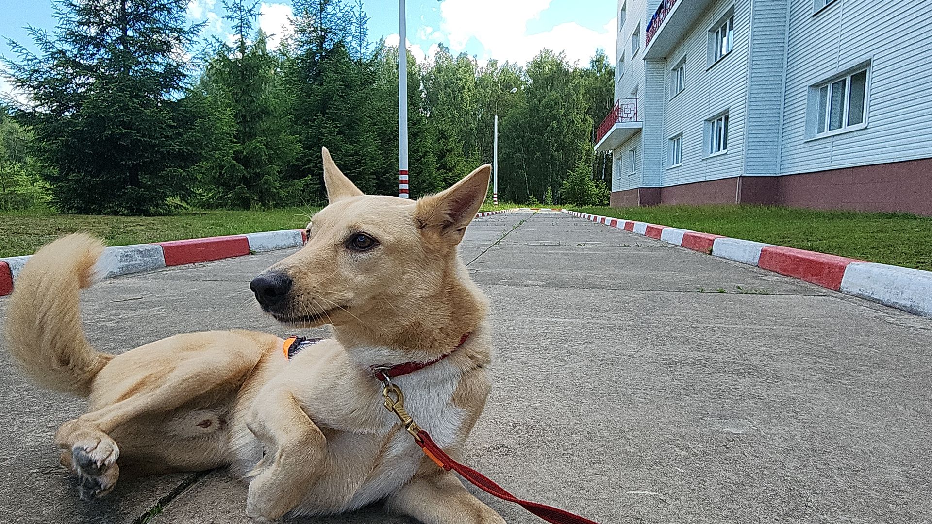 поисковые учения, Национальный центр помощи потерявшимся и пострадавшим детям, волонтеры-поисковики, Ногинск, Богородский городской округ,