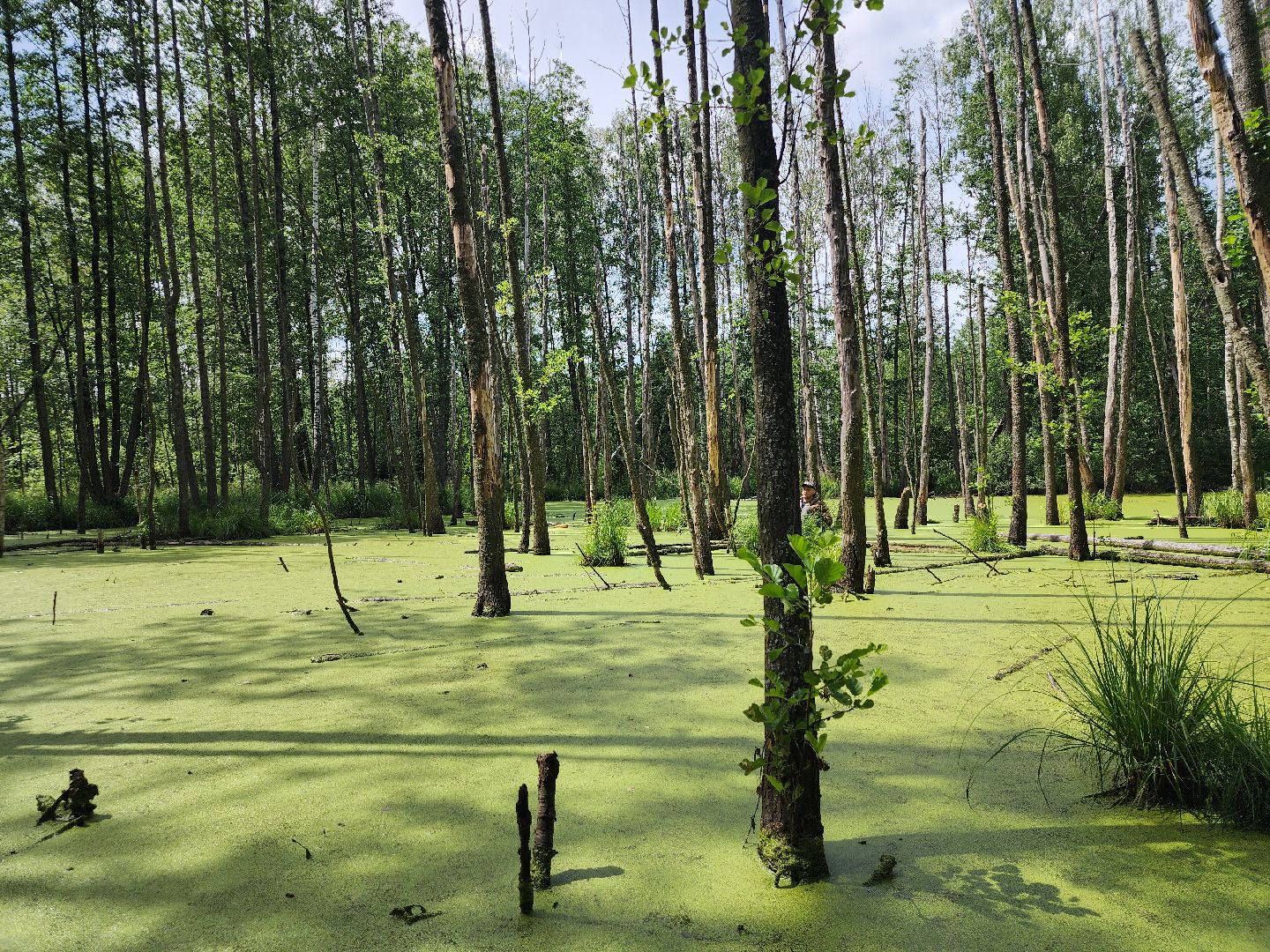 Нацинальный центр помощи пропашим и пострадавшим детям, поиск пропавших детей, волонтеры-поисковики, Ногинск, Богородский городской округ,