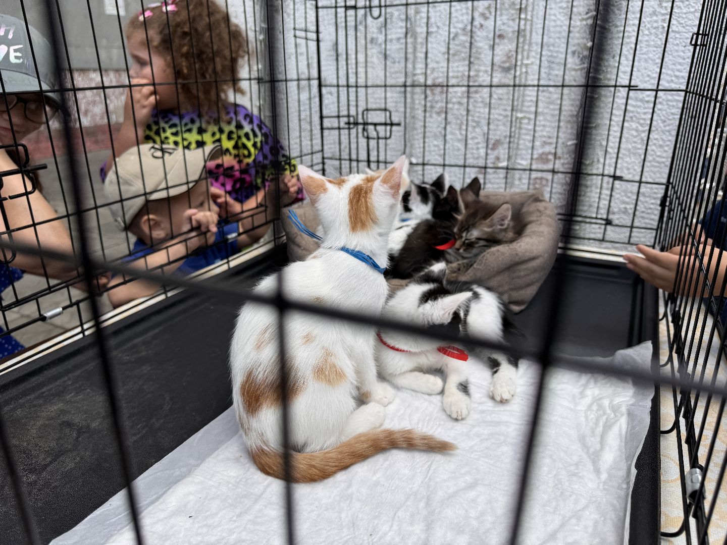 Одинцово, Приют Гав, Выставка кошек и собак,