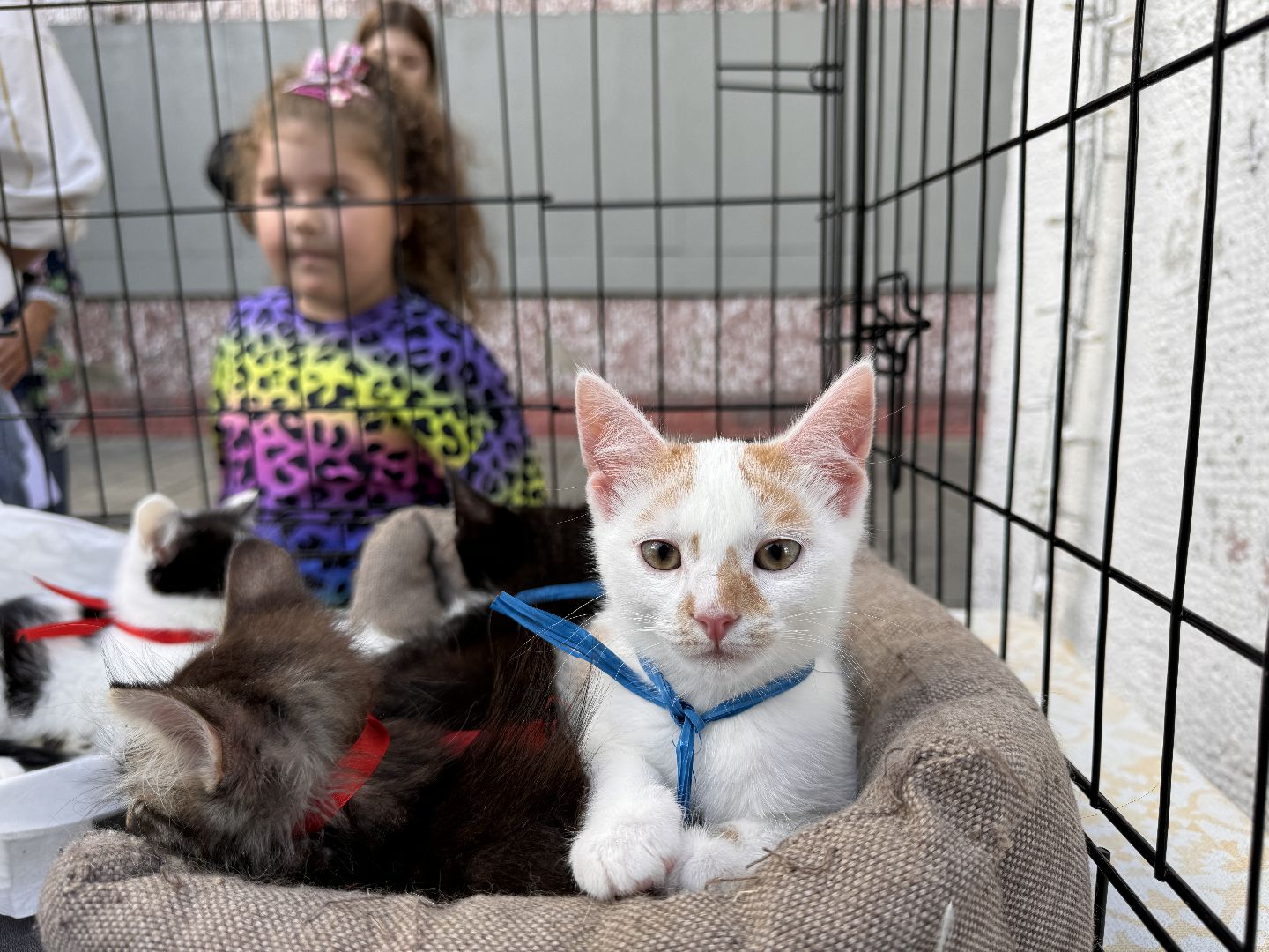 Одинцово, Приют Гав, Выставка кошек и собак,