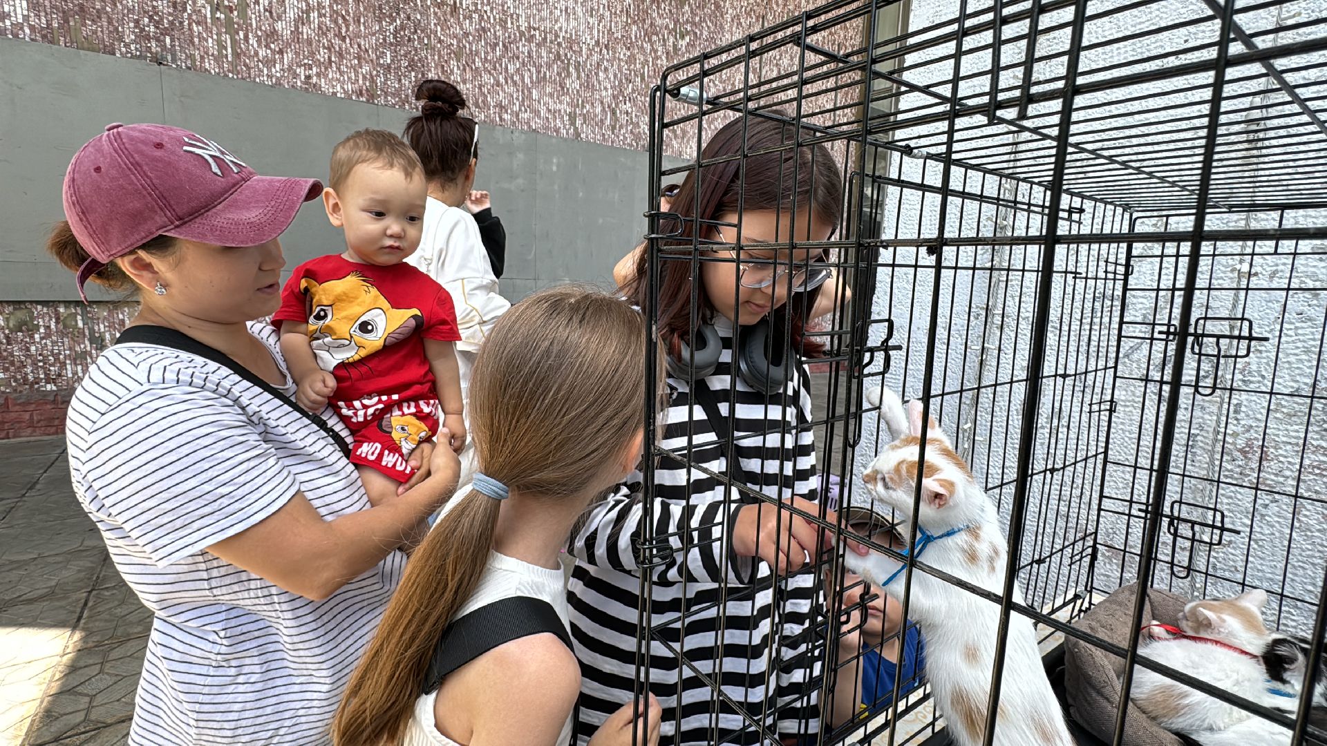 Одинцово, Приют Гав, Выставка кошек и собак,