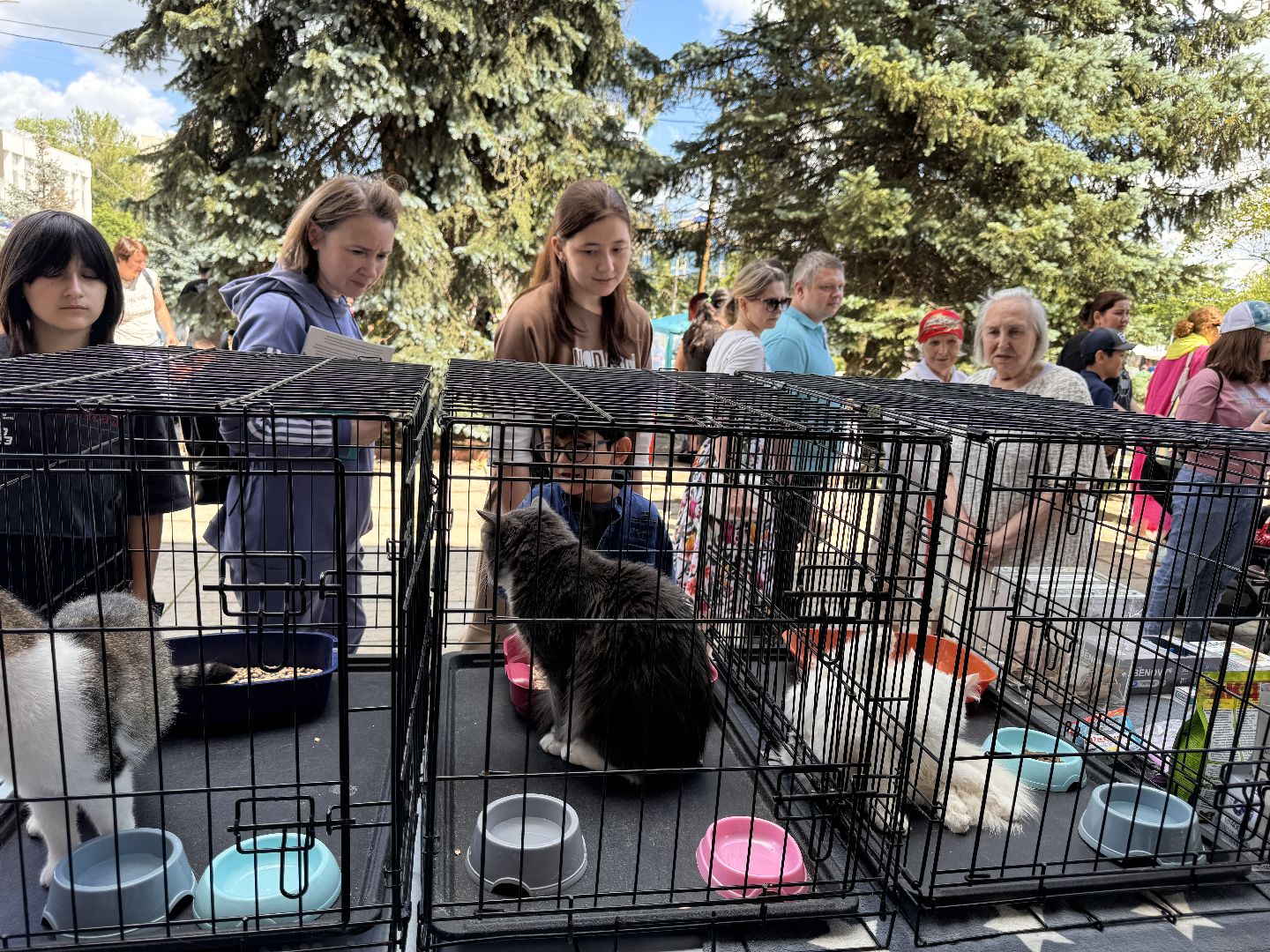 Одинцово, Приют Гав, Выставка кошек и собак,