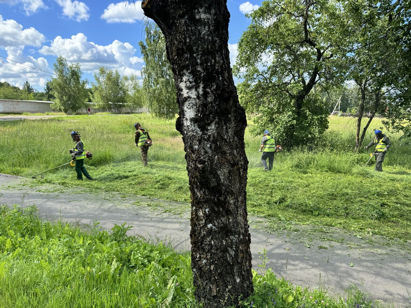 шаховская, трава, покос травы, коммунальная служба,