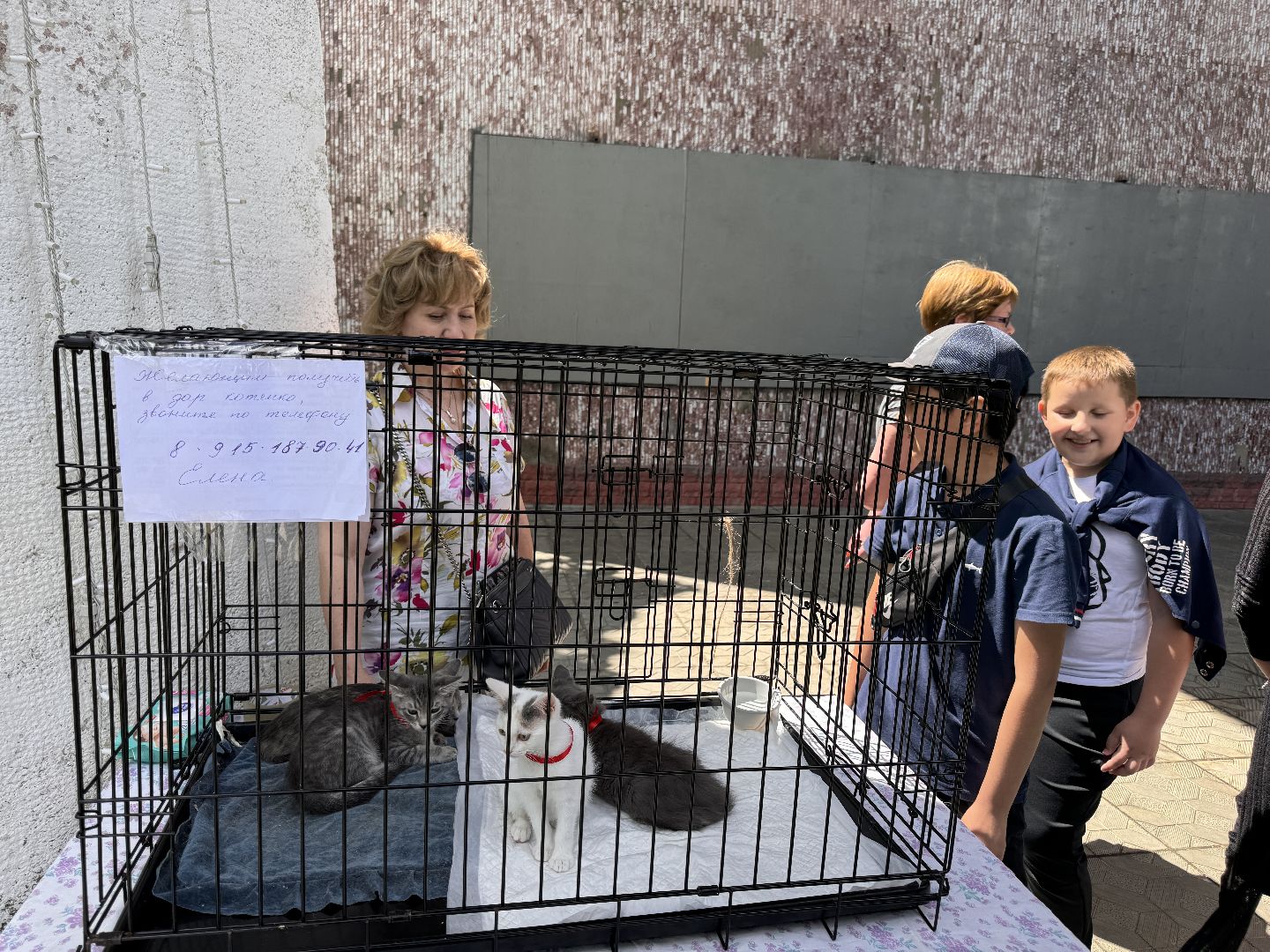 Одинцово, Выставка кошек и собак из приютов, Питомцы в добрые руки, Братья наши меньшие,