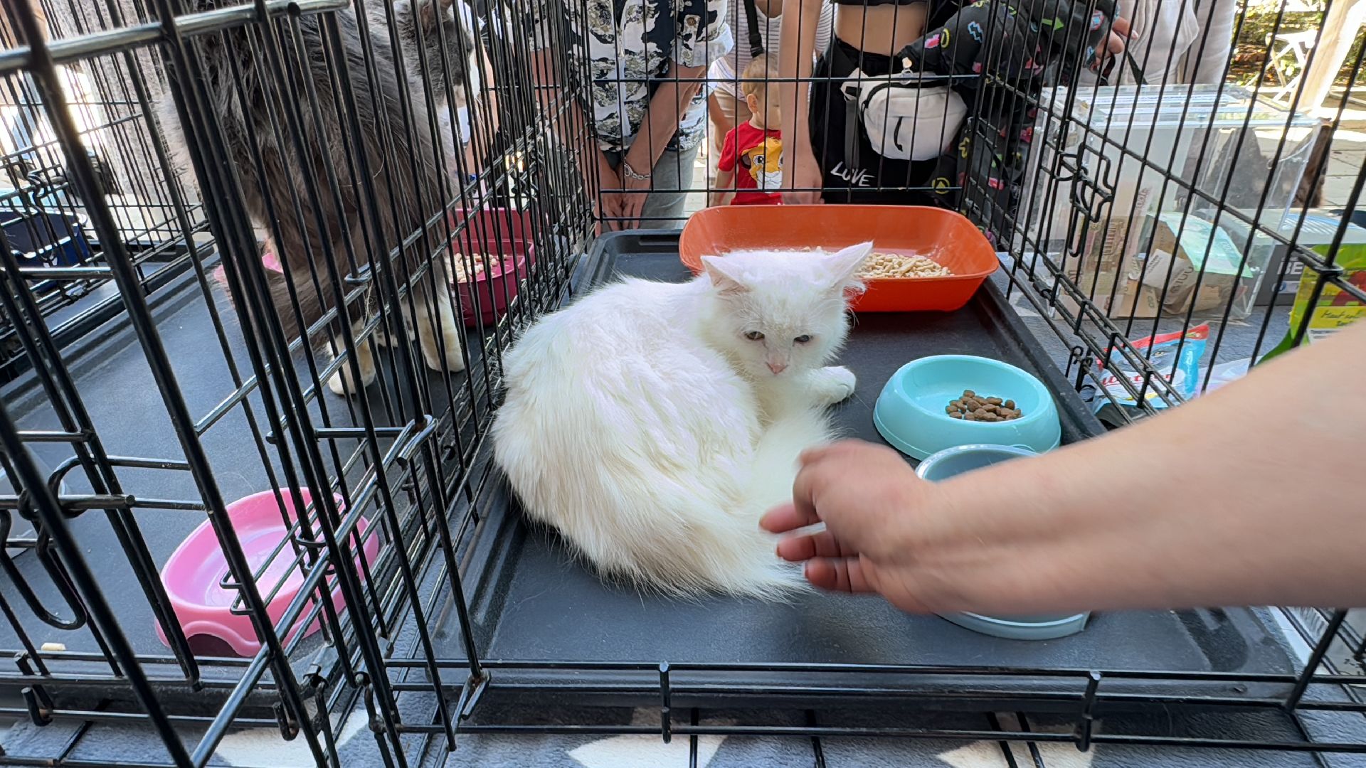 Одинцово, Выставка кошек и собак из приютов, Питомцы в добрые руки, Братья наши меньшие,