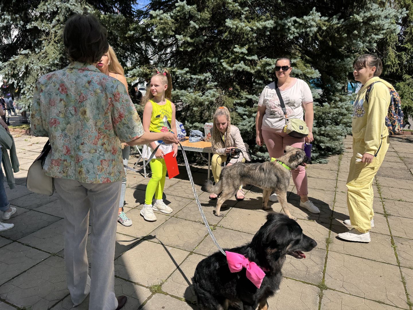 Одинцово, Выставка кошек и собак из приютов, Питомцы в добрые руки, Братья наши меньшие,