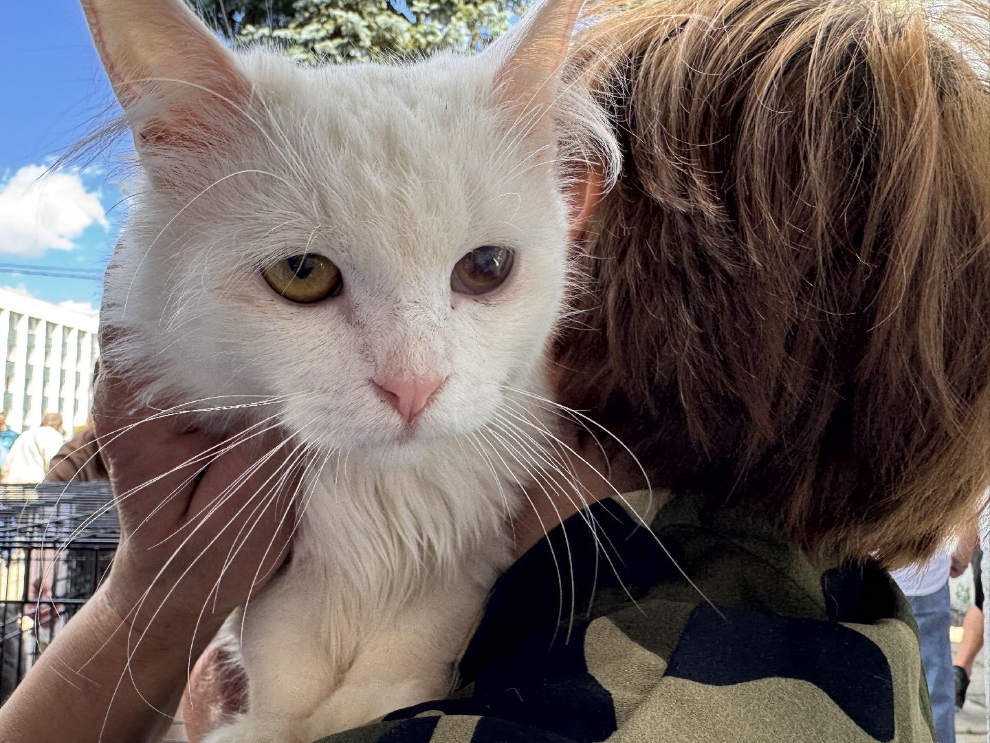 выставка кошек и собак из приютов, Одинцово, Наро-Фоминск, Калининец,