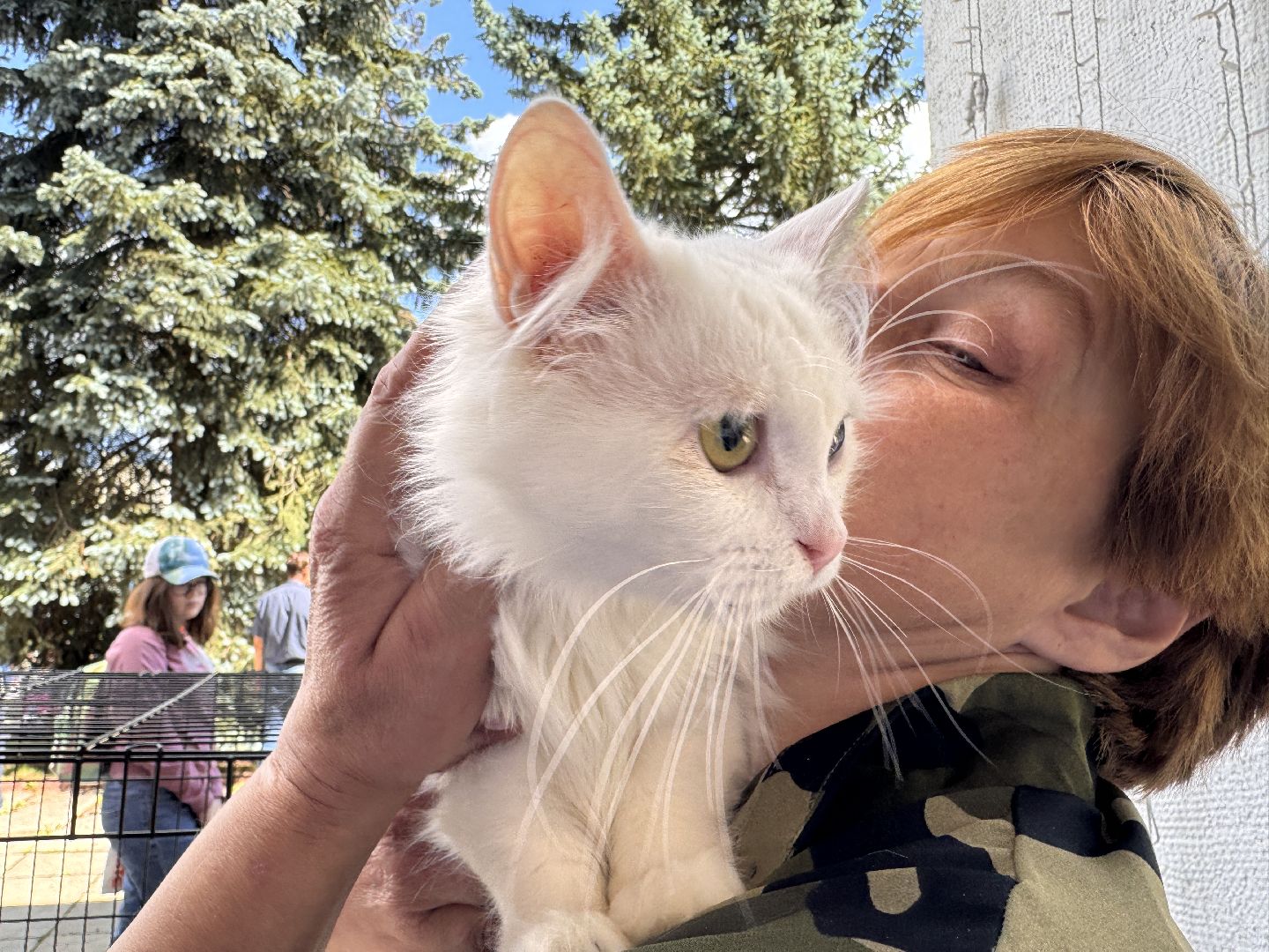 выставка кошек и собак из приютов, Одинцово, Наро-Фоминск, Калининец,