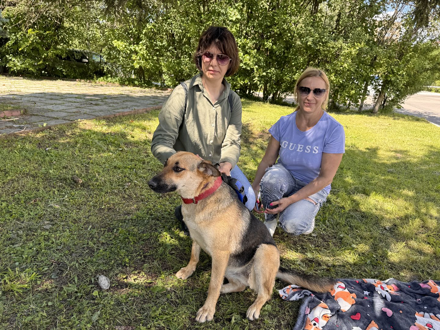 выставка кошек и собак из приютов, Одинцово, Наро-Фоминск, Калининец,