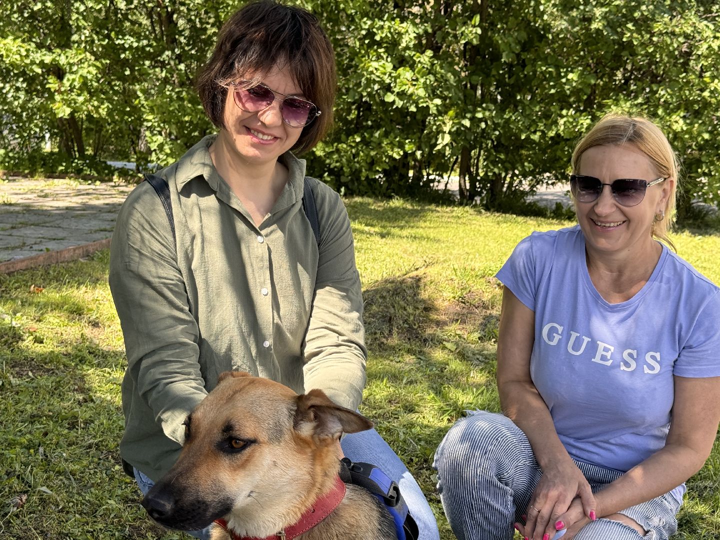 выставка кошек и собак из приютов, Одинцово, Наро-Фоминск, Калининец,