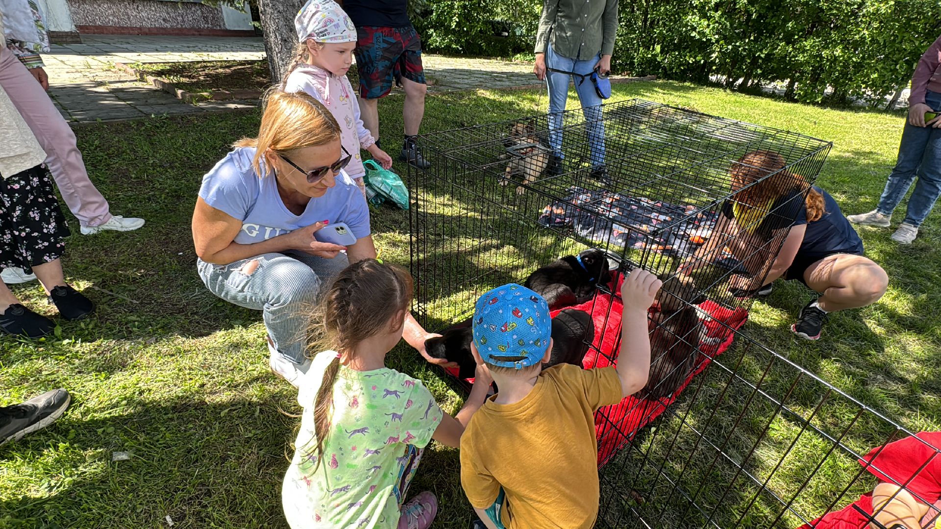 выставка кошек и собак из приютов, Одинцово, Наро-Фоминск, Калининец,