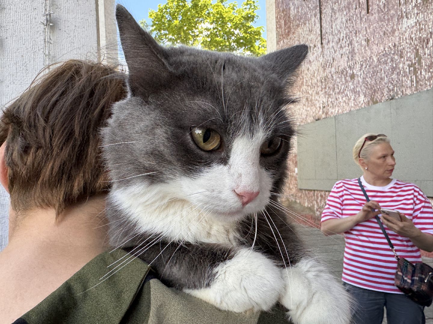 выставка кошек и собак из приютов, Одинцово, Наро-Фоминск, Калининец,