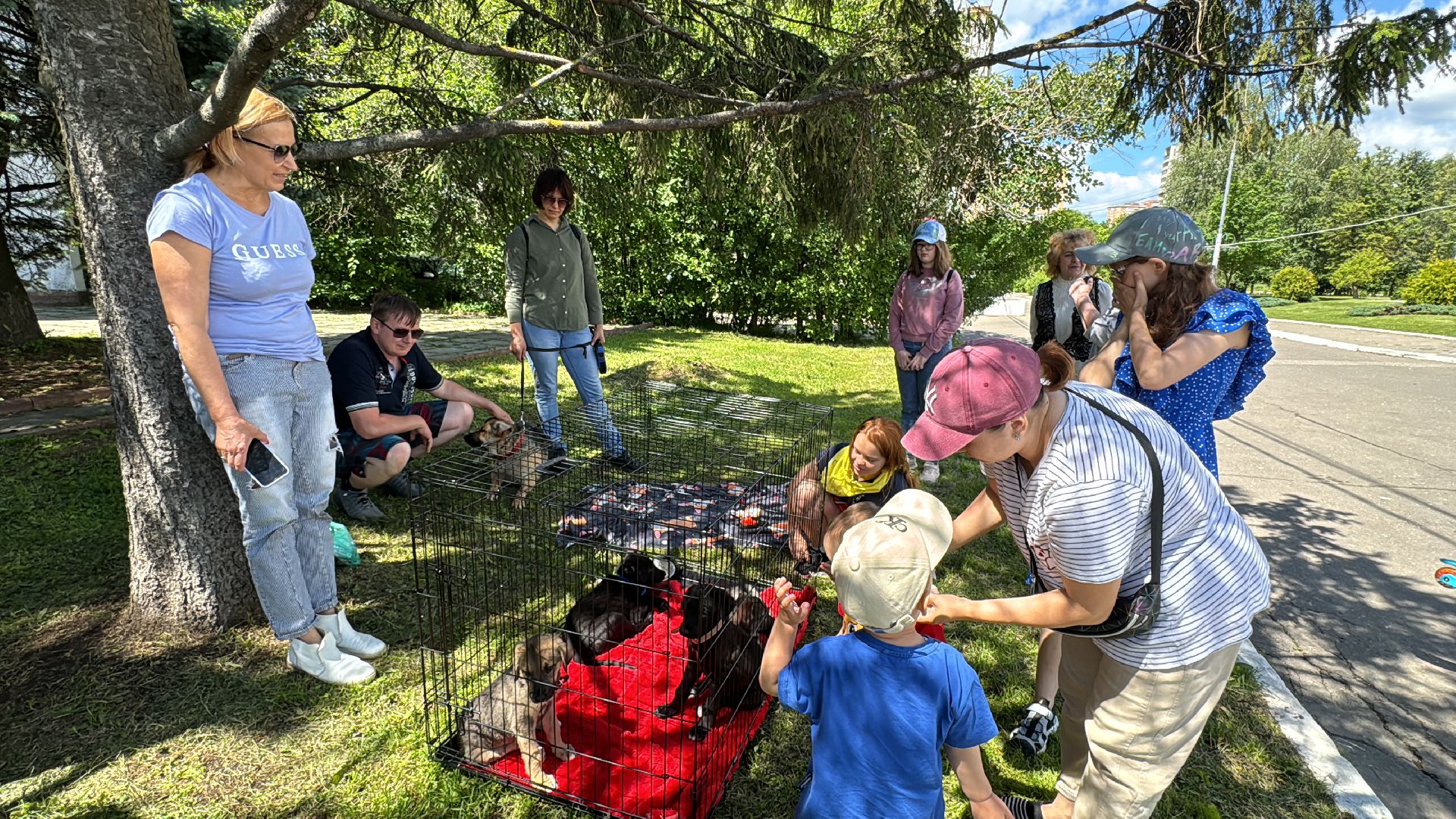 выставка кошек и собак из приютов, Одинцово, Наро-Фоминск, Калининец,