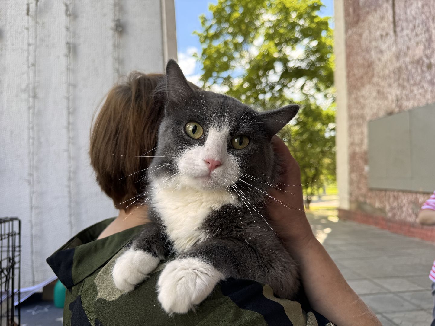 выставка кошек и собак из приютов, Одинцово, Наро-Фоминск, Калининец,