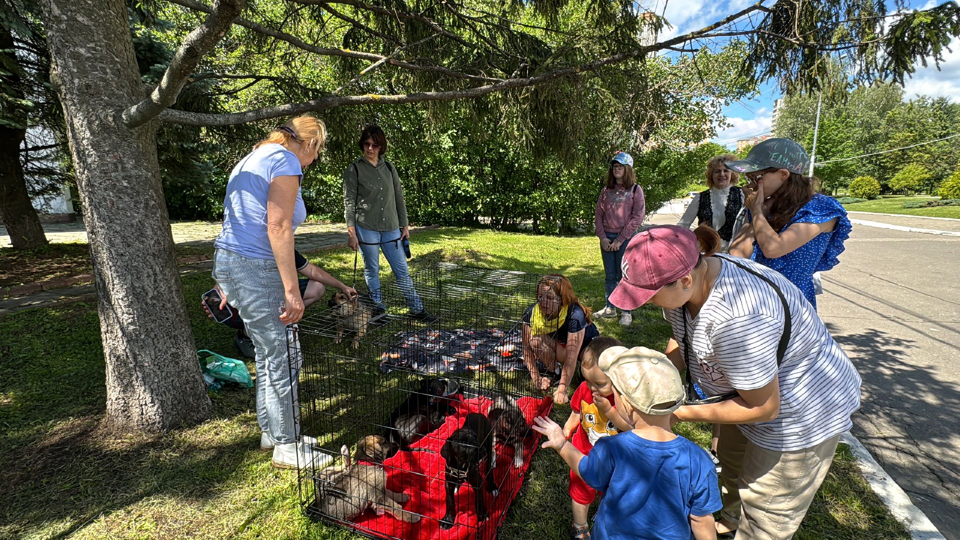 выставка кошек и собак из приютов, Одинцово, Наро-Фоминск, Калининец,