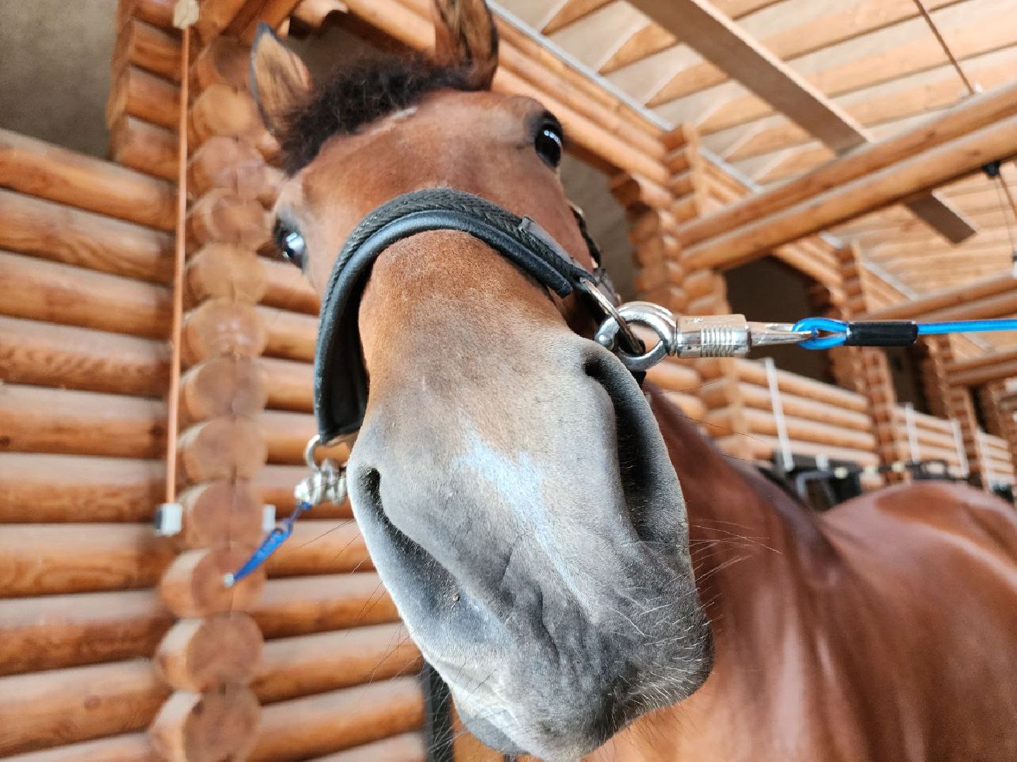 можайск, можайский городской округ, туризм, агротуризм, ранчорф, отдых в подмосковье, лето в подмосковье,