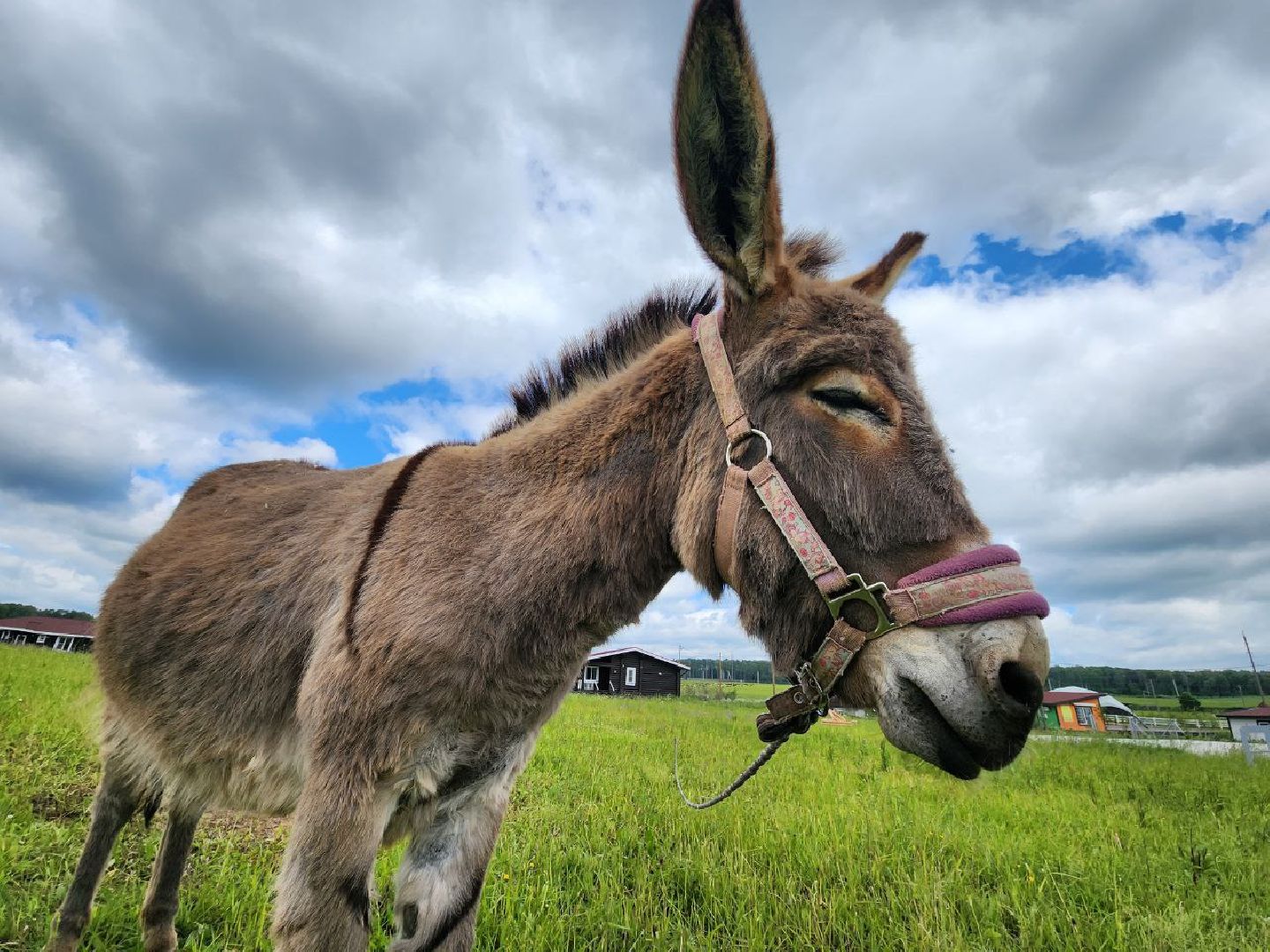 можайск, можайский городской округ, туризм, агротуризм, ранчорф, отдых в подмосковье, лето в подмосковье,