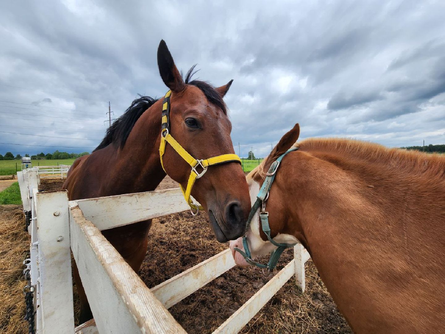 можайск, можайский городской округ, туризм, агротуризм, ранчорф, отдых в подмосковье, лето в подмосковье,