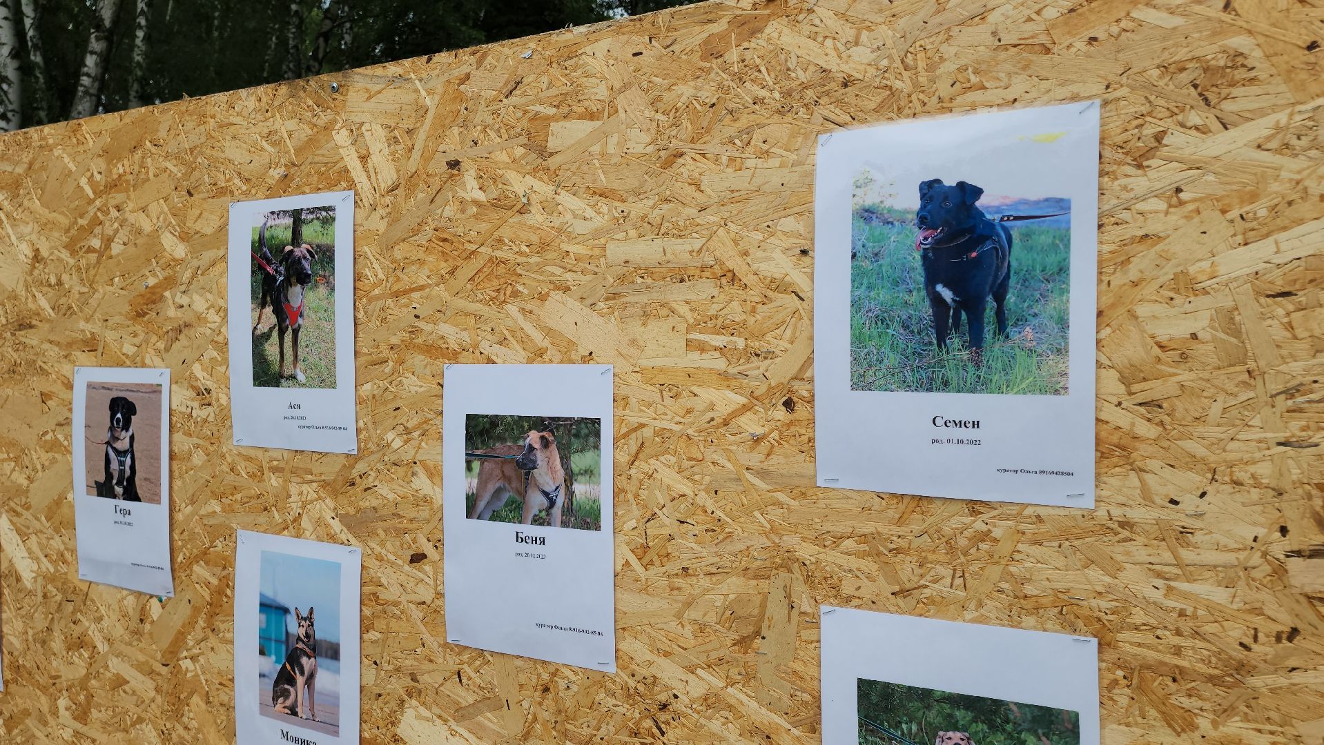 кашира, городской парк, кинолог, кинологическая служба, ко мне мухтар, ветеринар, приют для собак, собаки, дог-шоу,