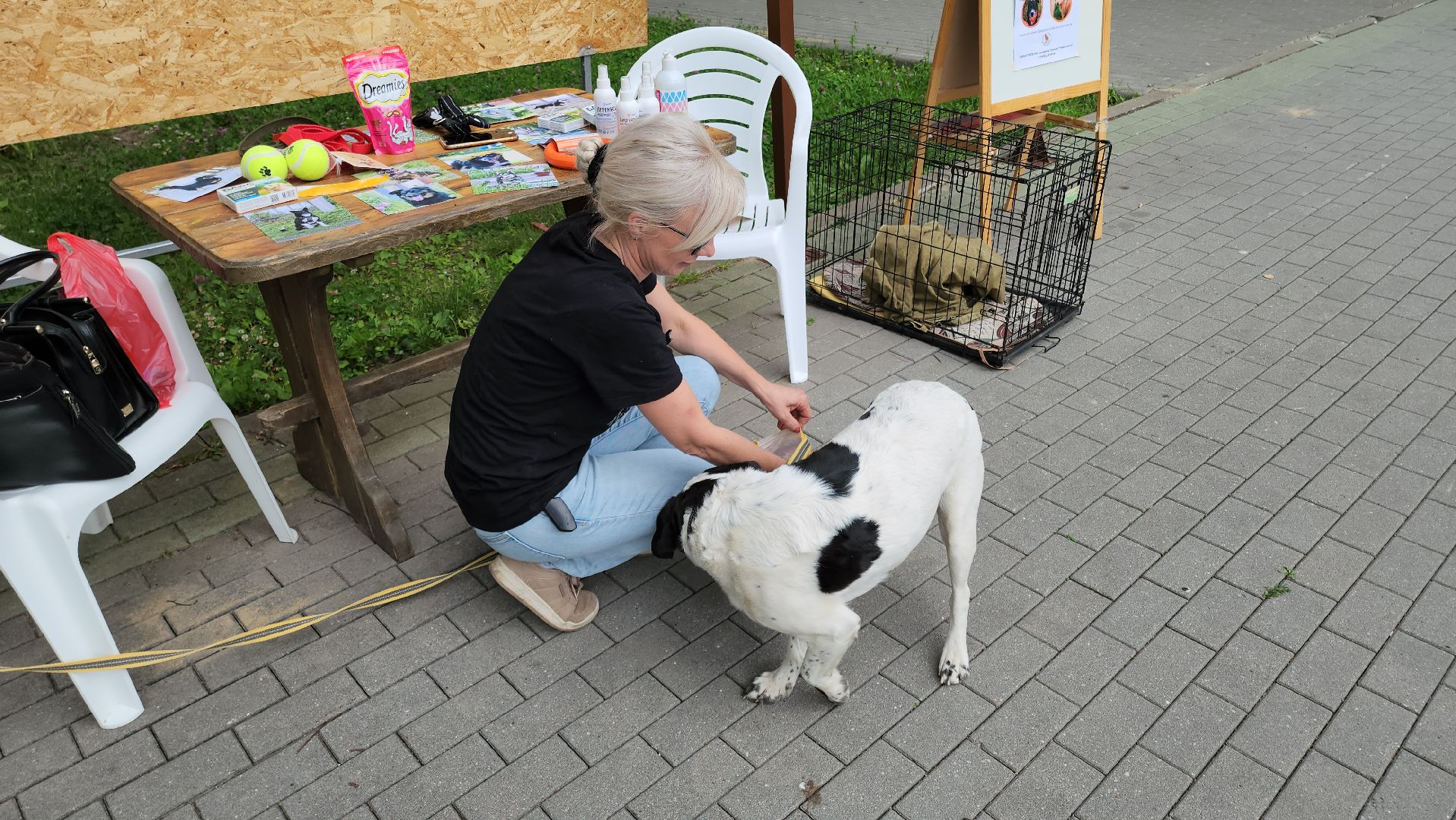 кашира, городской парк, кинолог, кинологическая служба, ко мне мухтар, ветеринар, приют для собак, собаки, дог-шоу,